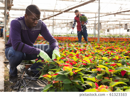 Two farmers caring for Poinsettia plants Two farmers caring for Poinsettia plants 61323383