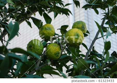 Yuzu Yuzu 61323433
