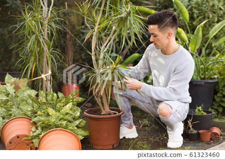 Young gardener checking Dracaena 61323460