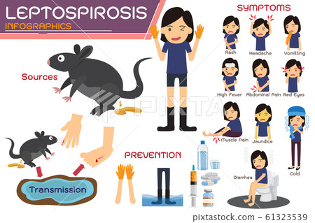 Leptospirosis infographics. Leptospirosis about 61323539