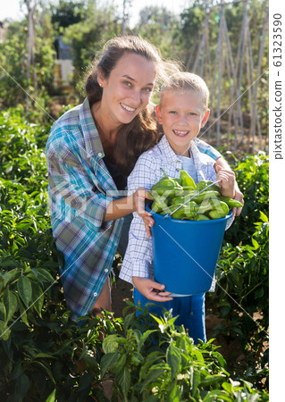Mother and son harvesting bell peppers on plantation 61323590