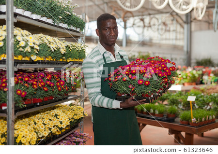 Florist with potted marguerites daisy 61323646