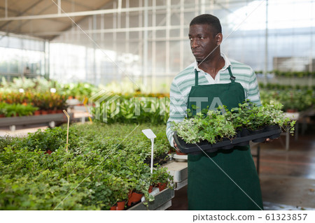 Florist engaged in cultivation of hedera mix 61323857