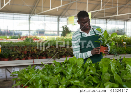 Salesman checking potted Asplenium antiquum 61324147