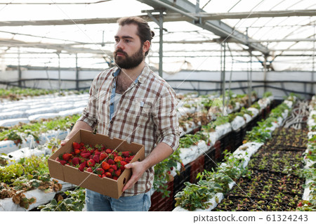 Farmer harvesting strawberries Farmer harvesting strawberries 61324243
