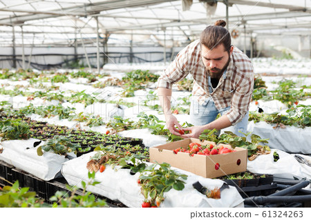 Male worker gathering harvest of strawberries Male worker gathering harvest of strawberries 61324263