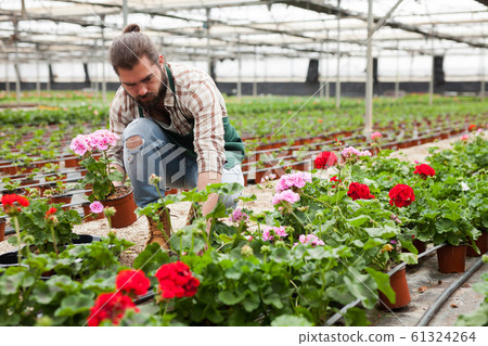 Gardener examining plants of geranium Gardener examining plants of geranium 61324264