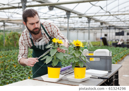 Gardener working with decorative sunflowers Gardener working with decorative sunflowers 61324296