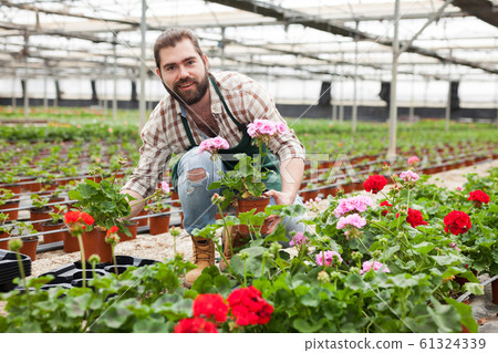 Florist cultivating geraniums 61324339
