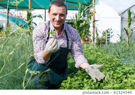 Male worker arranging melissa officinalis while gardening in greenhouse 61324340