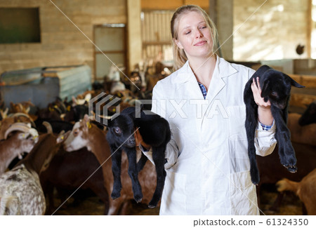 Positive farmer with goatlings on his hands Positive farmer with goatlings on his hands 61324350