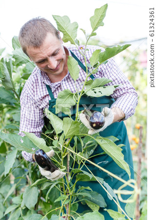 Farmer demonstrating eggplant Farmer demonstrating eggplant 61324361