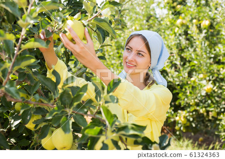 Attractive young woman picks ripe apples in the autumn garden 61324363