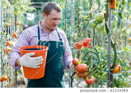 Man professional gardener picking tomatoes to bucket in sunny greenhouse 61324369