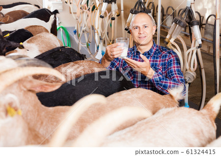 Smiling man demonstrating goat milk Smiling man demonstrating goat milk 61324415