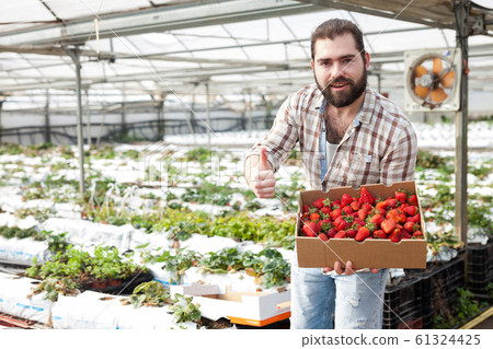 Successful male gardener with strawberries in a greenhouse Successful male gardener with strawberries in a greenhouse 61324425