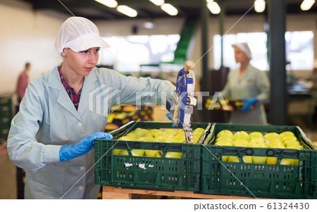 Glad woman in uniform sticking labels on apples Glad woman in uniform sticking labels on apples 61324430