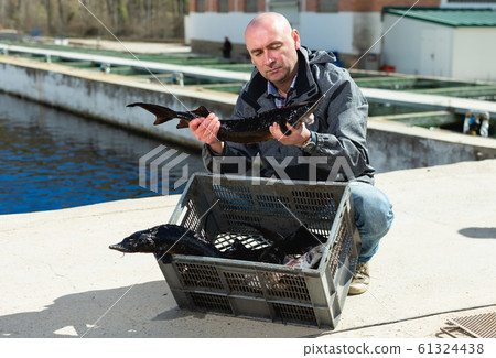 Male holding sturgeon fish 61324438