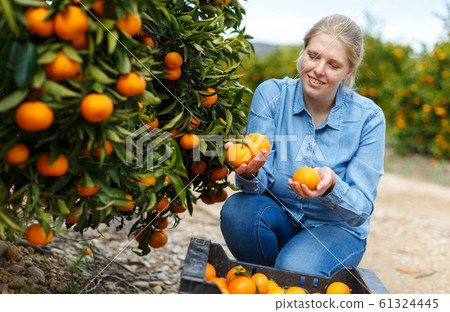 Female farmer picking carefully ripe mandarins Female farmer picking carefully ripe mandarins 61324445