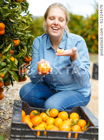 Woman farmer tasting mandarins 61324476