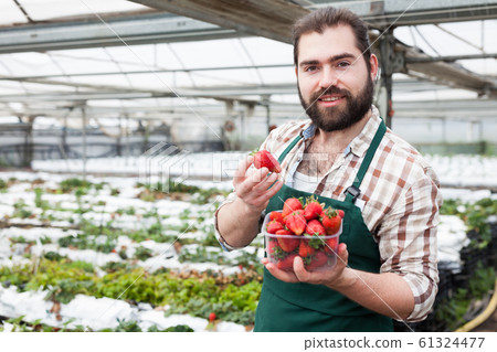 Satisfied gardener showing harvest of strawberries Satisfied gardener showing harvest of strawberries 61324477