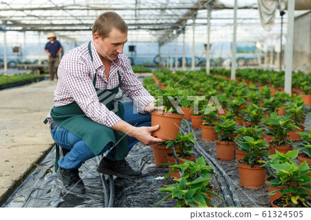 Worker caring for growing seedlings Worker caring for growing seedlings 61324505