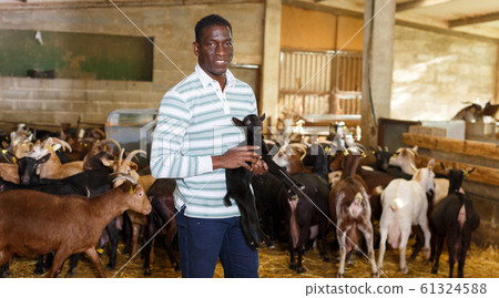 African American owner of goat farm with little goats African American owner of goat farm with little goats 61324588