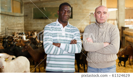 Two men posing in goat barn 61324629