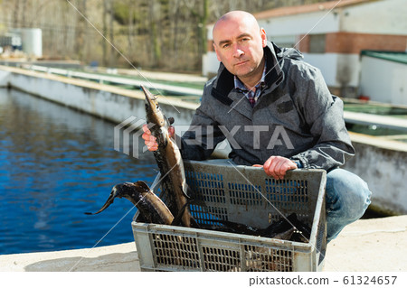 Owner of sturgeon farm showing fish Owner of sturgeon farm showing fish 61324657