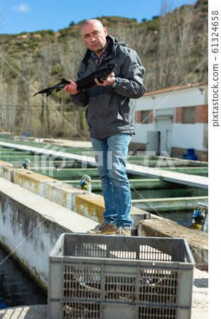 Fish farmer holding sturgeon Fish farmer holding sturgeon 61324658