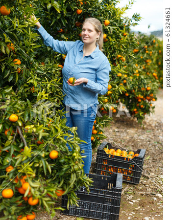 Female workers picking mandarins in box 61324661