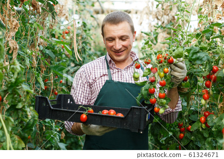 Man professional horticulturist picking harvest of tomatoes to crate in hothouse 61324671