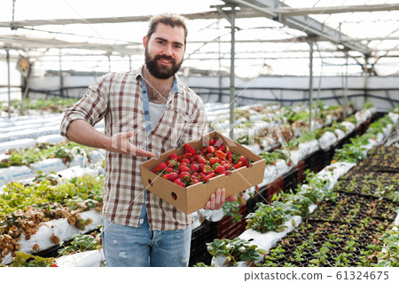 Positive man harvesting strawberries in a greenhouse 61324675