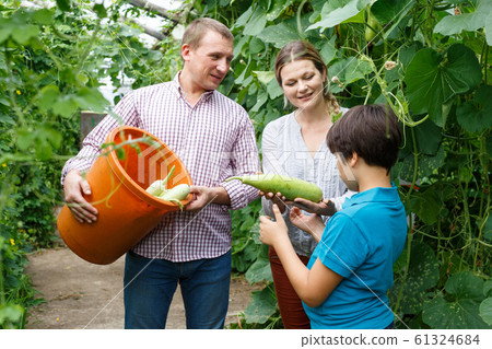 Family with boy picking harvest of marrows and zucchinis to bucket in garden 61324684