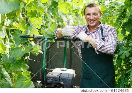 Worker harvesting fresh squash Worker harvesting fresh squash 61324685