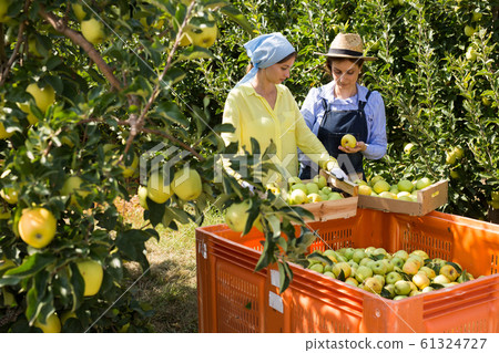 Two women harvest apples in a big box in the garden Two women harvest apples in a big box in the garden 61324727