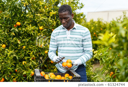 African-American farmer with box of mandarins African-American farmer with box of mandarins 61324744