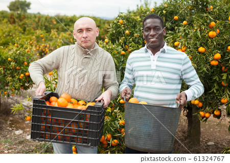 Caucasian and Afro men with baskets of tangerines Caucasian and Afro men with baskets of tangerines 61324767