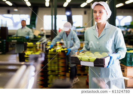 Young woman working on sorting line at fruit warehouse, stacking boxes with selected apples 61324780