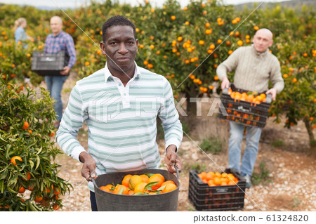 Workers picking mandarins in boxes on farm 61324820