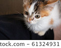 一隻小貓 61324931
