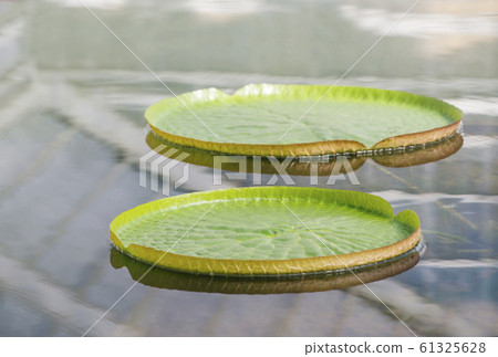 Onion bass large ogre lotus aquatic plant 61325628