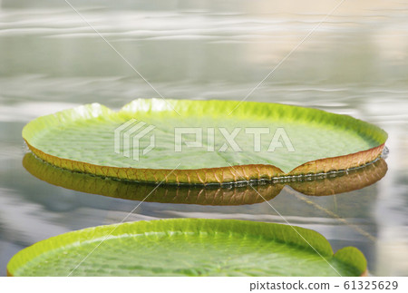 Onion bass large ogre lotus aquatic plant 61325629