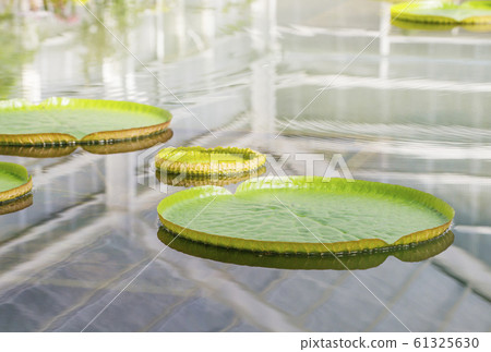 Onion bass large ogre lotus aquatic plant 61325630