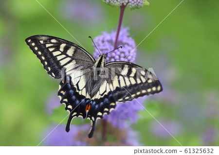 Namiageha停在Dangiku 61325632