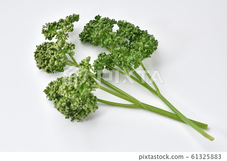 "Parsley" of vegetables and herbs. Small dust may be left on the white background. "Parsley" of vegetables and herbs. Small dust may be left on the white background. 61325883