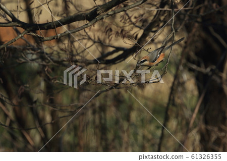Creatures, birds, shrike and male individuals are working on Hayayae. A small grasshopper is stuck on a twig for dexterity Creatures, birds, shrike and male individuals are working on Hayayae. A small grasshopper is stuck on a twig for dexterity 61326355