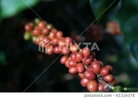 Coffee beans in Doi Chang mountain in Chiang Rai, Thailand. Coffee beans in Doi Chang mountain in Chiang Rai, Thailand. 61326378
