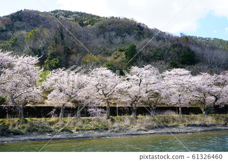 Kaizu Osaki Sakura Lake Biwa Kaizu Osaki Sakura Lake Biwa 61326460