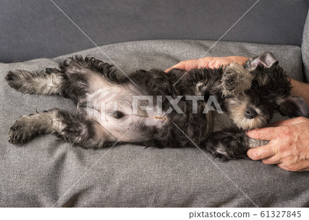 Puppy with surgical sutures after surgery for the 61327845